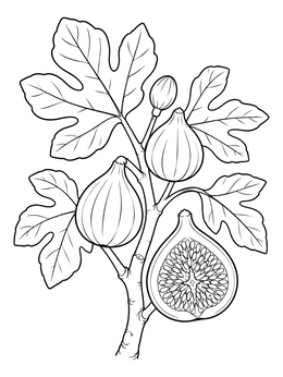 Free printable Botanical Fig Branch And Cross Section coloring page