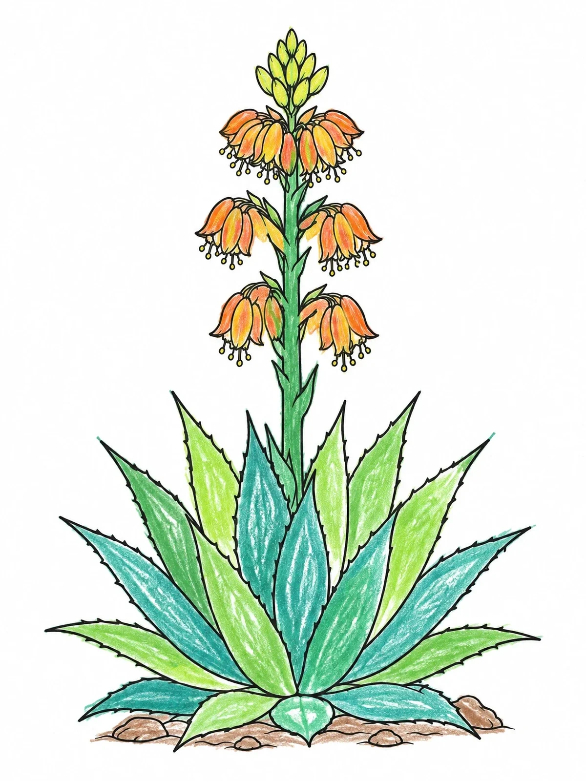 Colored example of the Flowering Desert Agave Plant coloring page