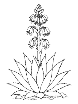 Free printable Flowering Desert Agave Plant coloring page