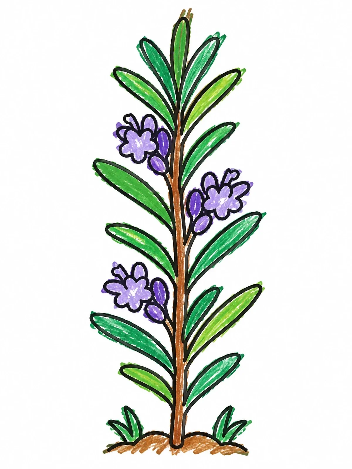 Colored example of the Flowering Rosemary Plant Stem coloring page