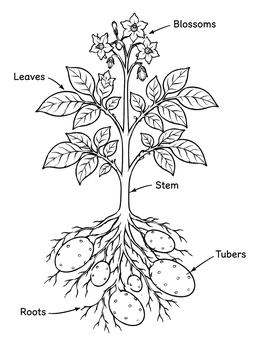Free printable Botanical Potato Plant Diagram coloring page