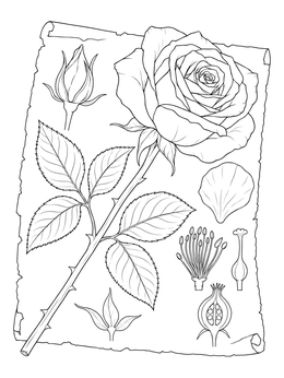 A detailed botanical rose coloring page displaying a blooming flower, stem, bud, and anatomical parts on parchment.