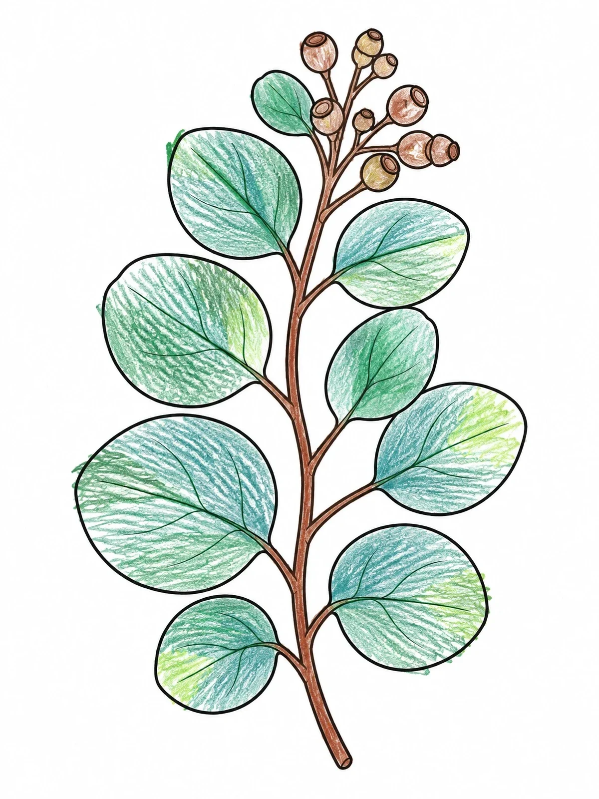Colored example of the Silver Dollar Eucalyptus Branch coloring page