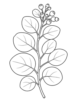 Free printable Silver Dollar Eucalyptus Branch coloring page