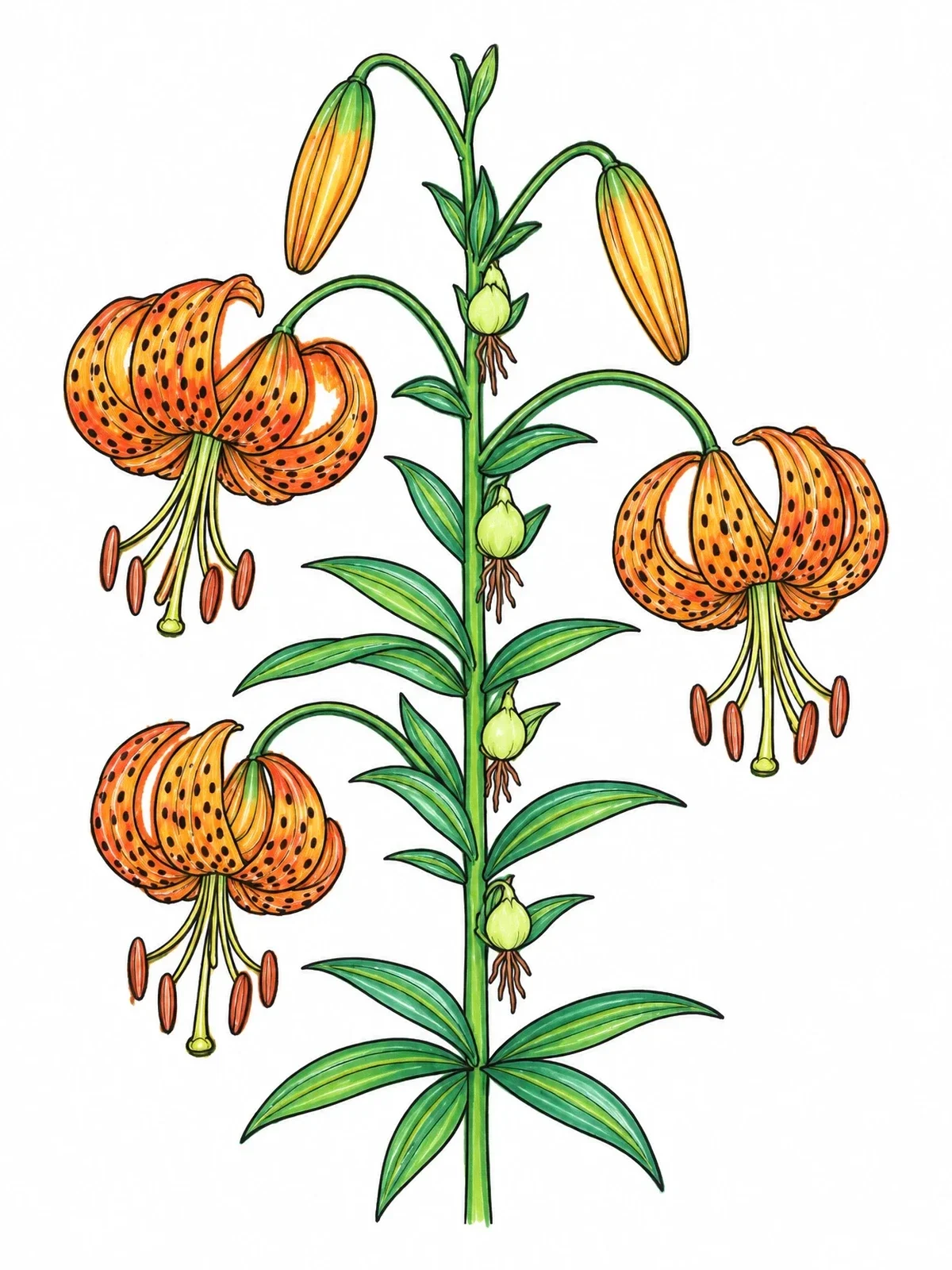 Colored example of the Botanical Tiger Lily Flower Stem coloring page