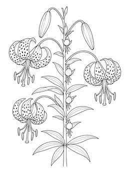 Free printable Botanical Tiger Lily Flower Stem coloring page