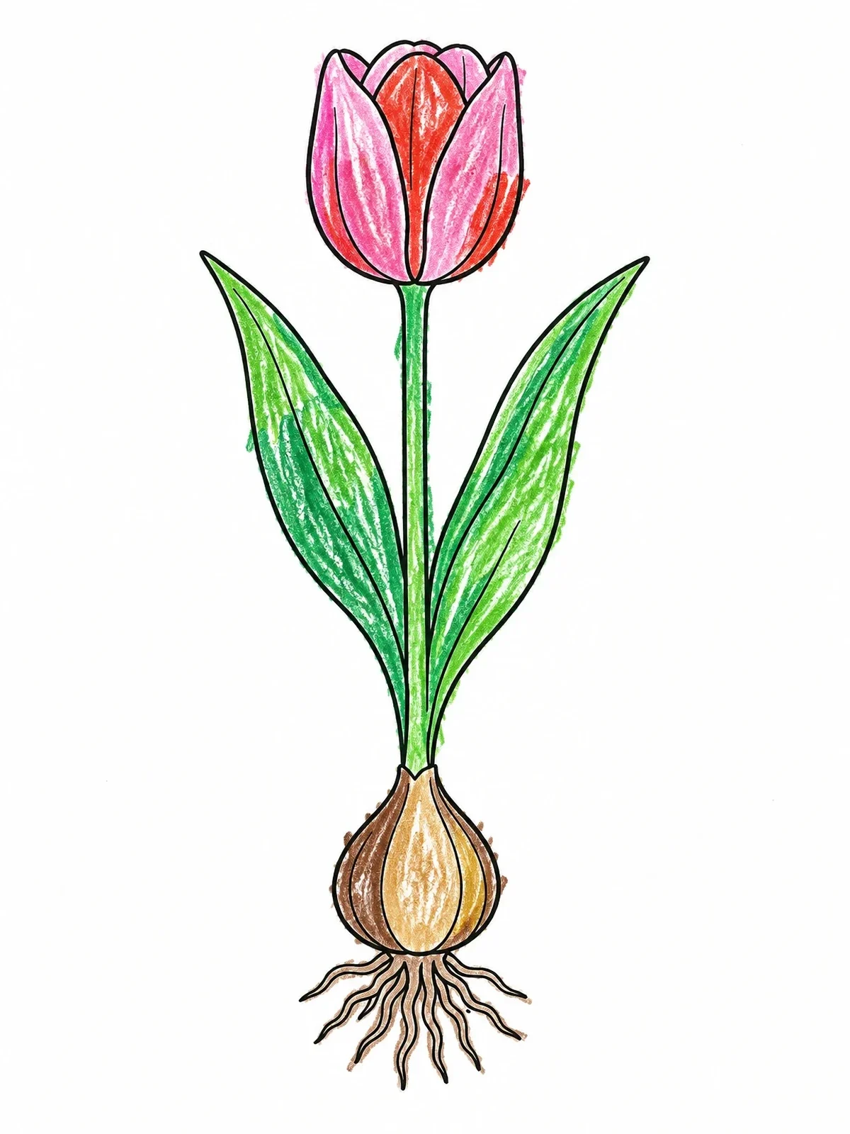 Colored example of the Botanical Tulip With Bulb And Roots coloring page