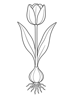 A detailed tulip coloring page showing the bloom, stem, bulb, and roots.