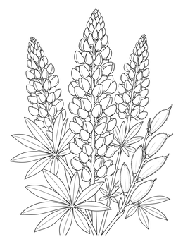A detailed wild flower coloring page featuring lupine flower spires, palmate leaves, and fuzzy seed pods.