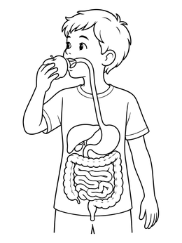 Free printable Boy Eating And Human Digestive System coloring page