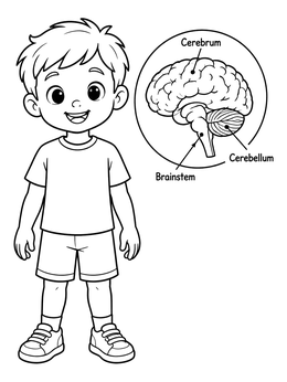 Free printable Boy With Human Brain Diagram coloring page