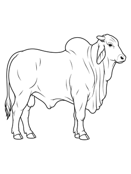 A Brahman bull coloring page showcasing its distinctive hump and dewlap in clean line art.