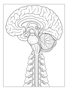 A detailed brain coloring page featuring a sagittal view of the brainstem and upper spinal cord.