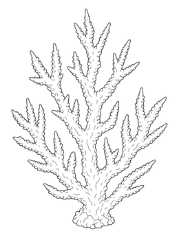 Detailed branching staghorn coral coloring page on a white background.
