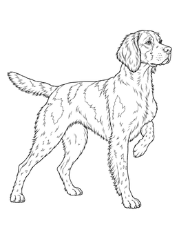 A detailed brittany coloring page featuring an alert hunting dog lifting its front paw.