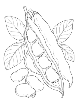 An open pod revealing seeds on this detailed beans coloring page.