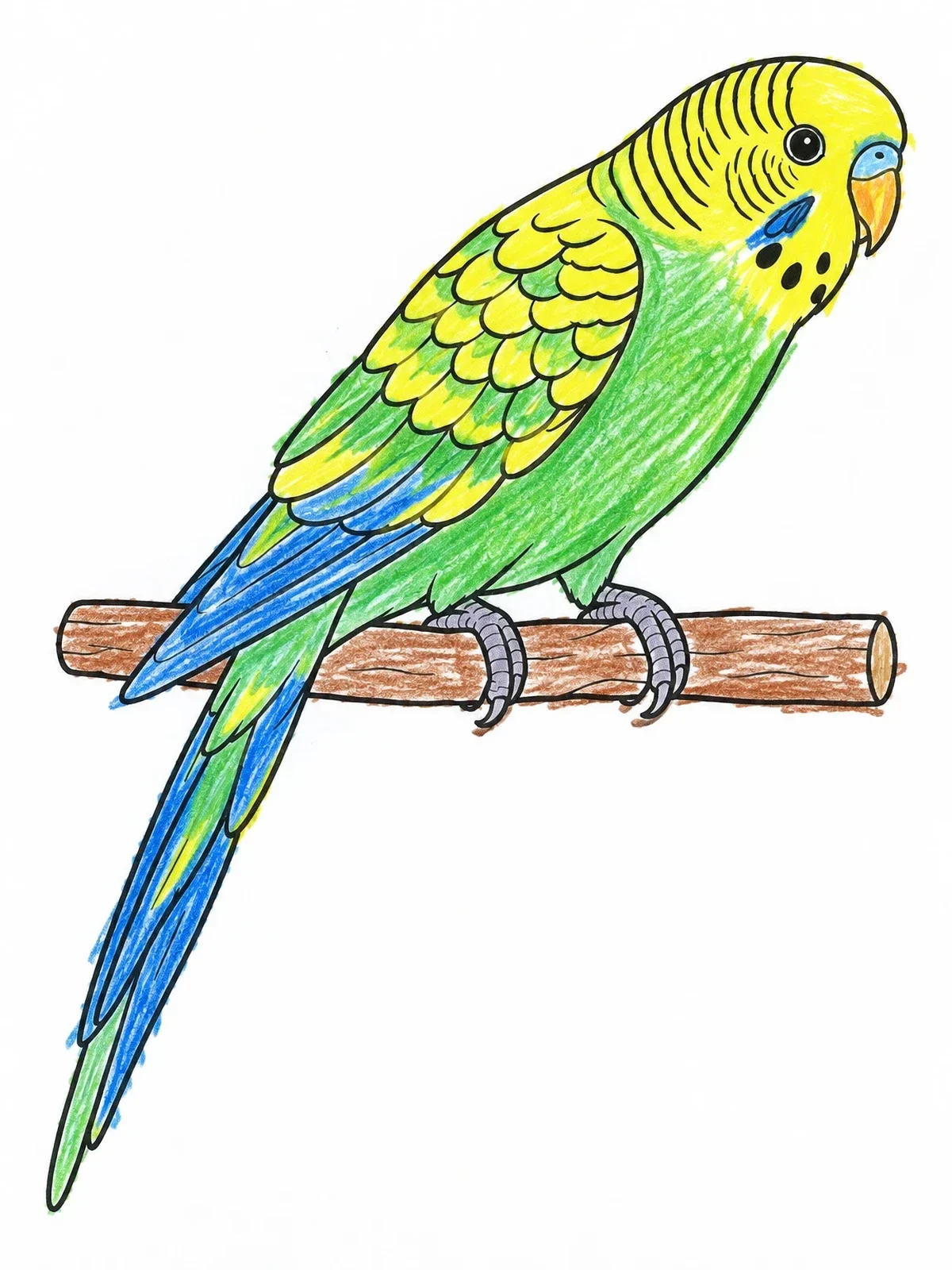 Colored example of the Budgerigar Parakeet On A Wooden Perch coloring page