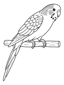 Free printable Budgerigar Parakeet On A Wooden Perch coloring page