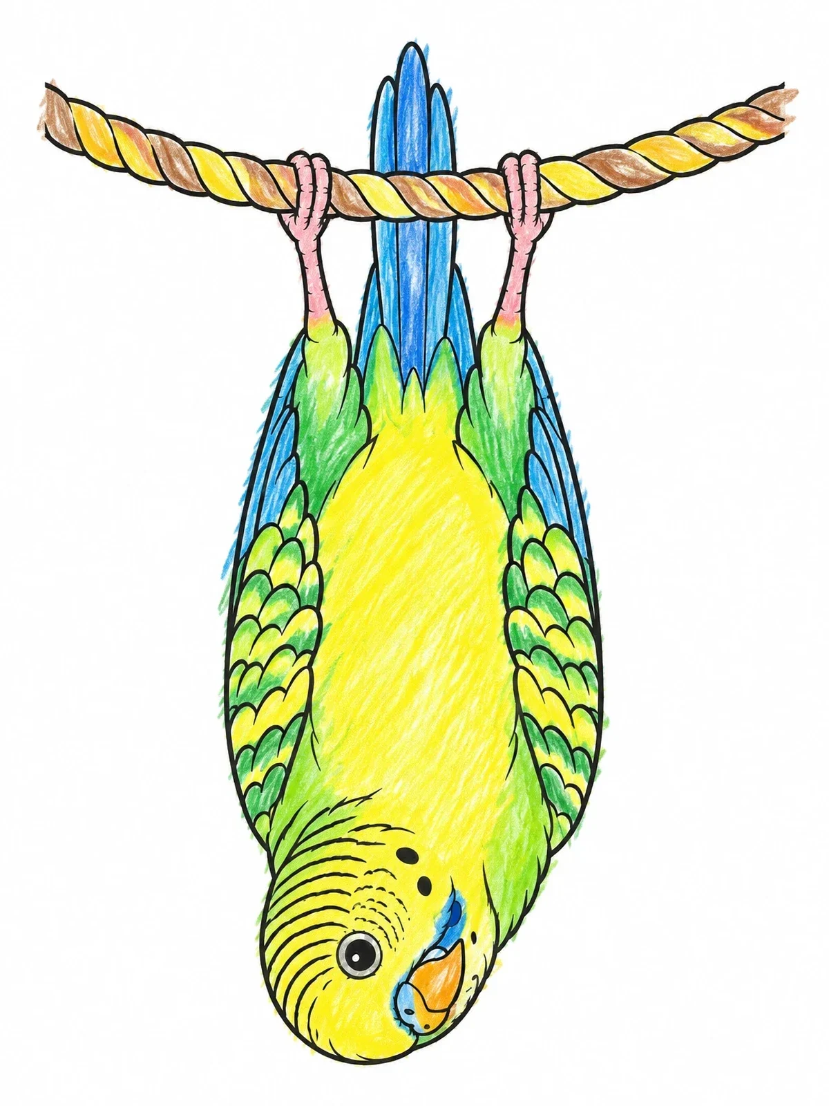 Colored example of the Playful Budgie Hanging Upside Down coloring page