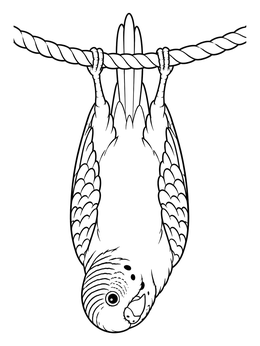 Free printable Playful Budgie Hanging Upside Down coloring page