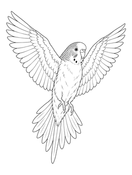 Free printable Budgie In Mid Flight With Outstretched Wings coloring page
