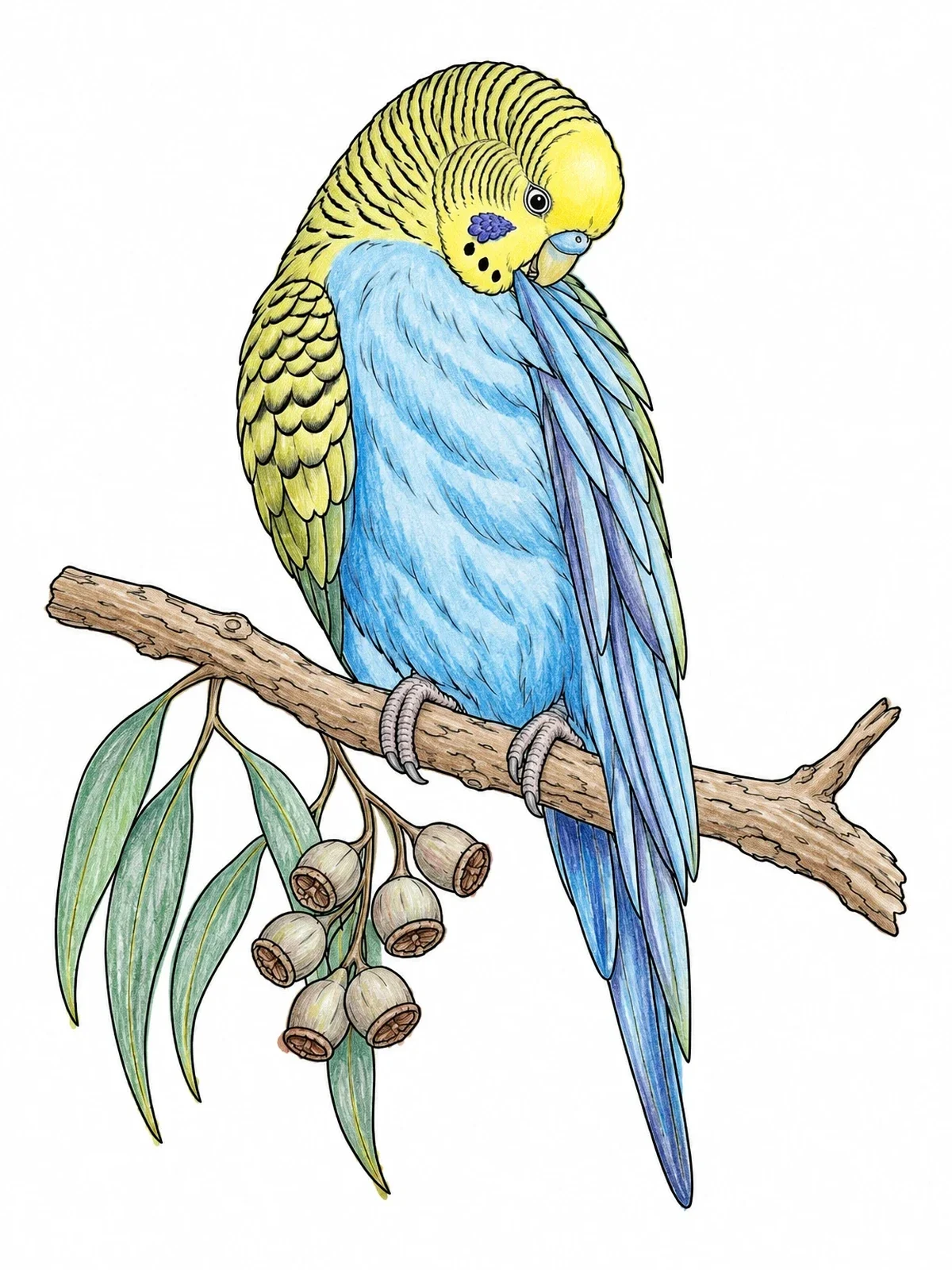 Colored example of the Budgie Preening On Eucalyptus Branch coloring page