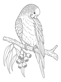 Free printable Budgie Preening On Eucalyptus Branch coloring page