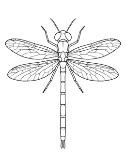 Detailed bug coloring page featuring an overhead anatomical view of a dragonfly with outstretched wings.