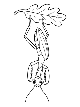 A friendly bug coloring page with a cute mantis hanging upside down from an oak leaf.