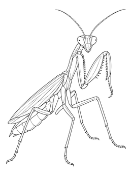 A detailed bug coloring page of a praying mantis standing alert with folded forelegs.