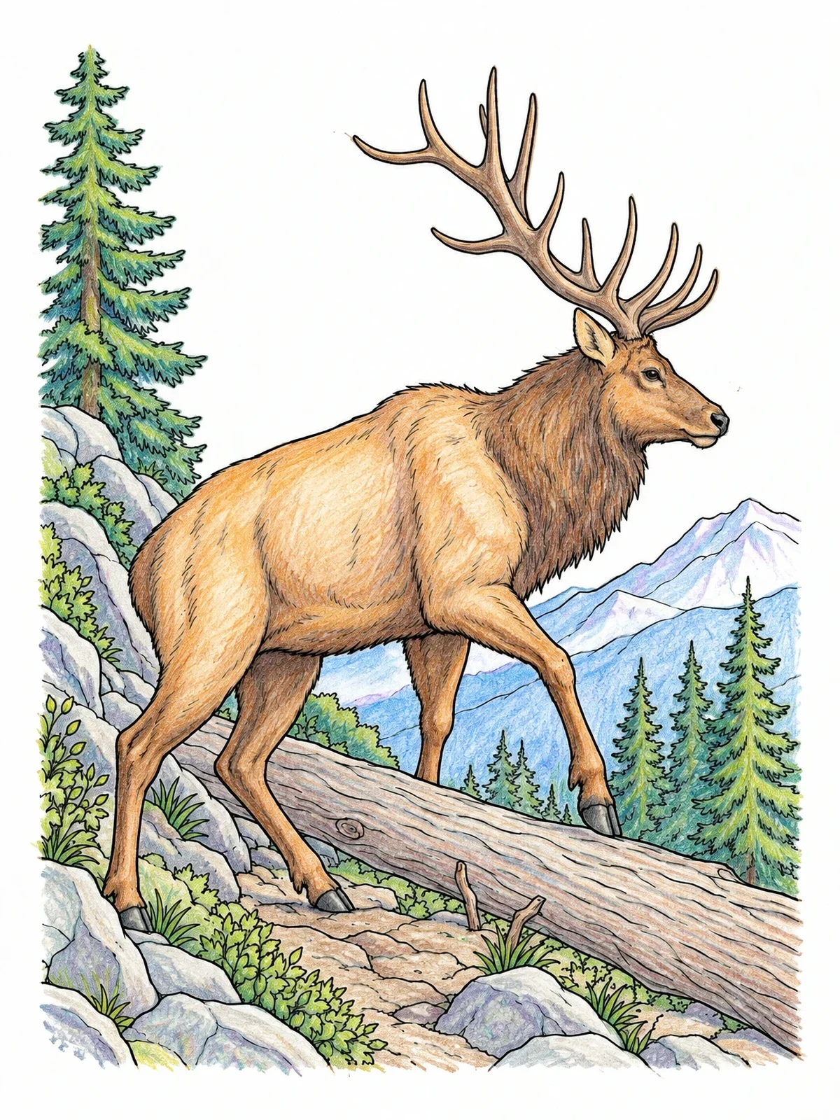 Colored example of the Bull Elk On Mountain Trail coloring page