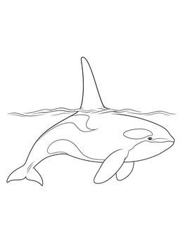 A bull killer whale coloring page showing its tall dorsal fin rising above the ocean surface.