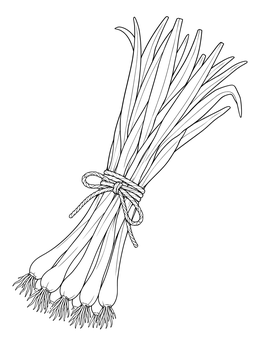 A realistic bunch of scallions tied with rope in this onion coloring page.