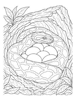 A detailed burmese python coloring page showing a female snake coiled around her eggs inside a hollow tree.