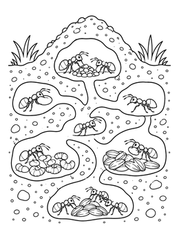 Underground ant coloring page showing ants tending eggs, larvae, and seeds in tunnels.