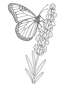 A detailed butterfly perches on a blooming stalk in this lavender coloring page.