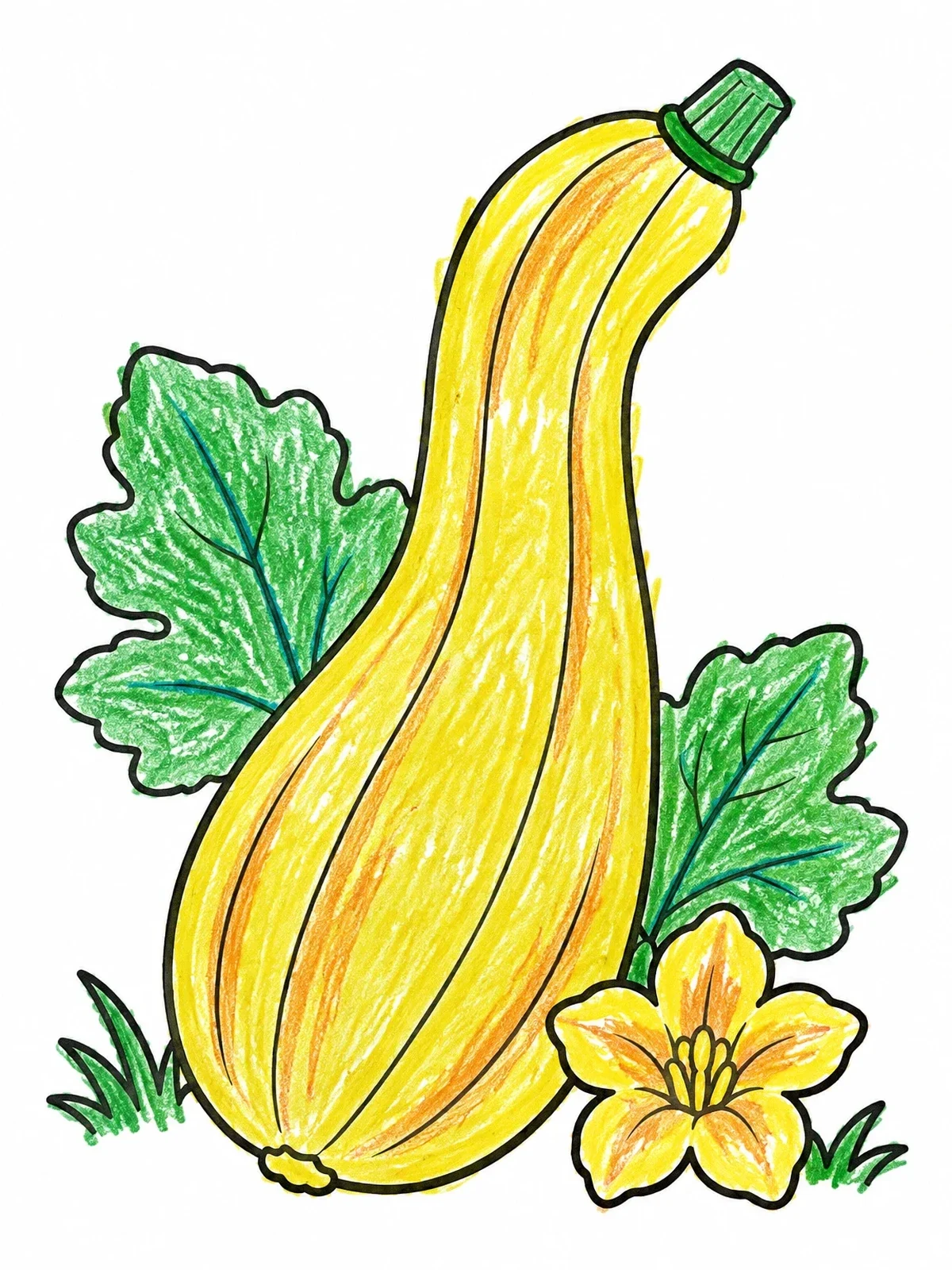 Colored example of the Butternut Squash With Blossom And Leaves coloring page