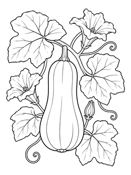 A detailed squash coloring page featuring a butternut squash growing among broad leaves and blossoms.