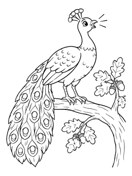 A cheerful peacock coloring page showing the bird calling from an oak tree branch.