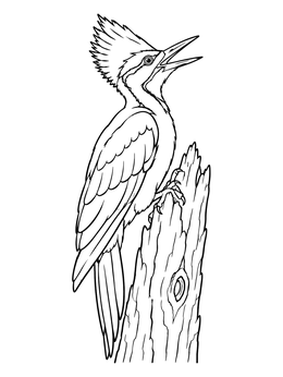 A detailed woodpecker coloring page featuring a crested bird calling atop a tree trunk.