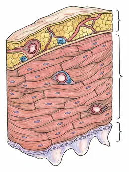 Heart Wall Layers Cross Section – Heart Anatomy Coloring Page