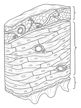 Detailed cardiac muscle layers on this educational heart anatomy coloring page.