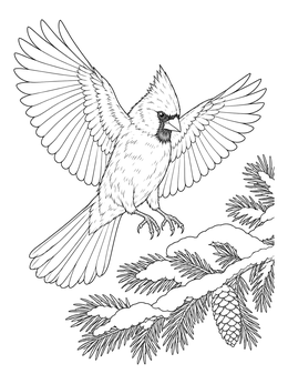 A detailed cardinal coloring page showing the bird landing on a snow-covered pine branch.