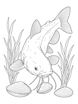 A detailed catfish coloring page showing the fish swimming above clams and aquatic grass.