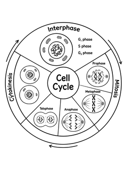 Free printable Cell Cycle Wheel Diagram coloring page