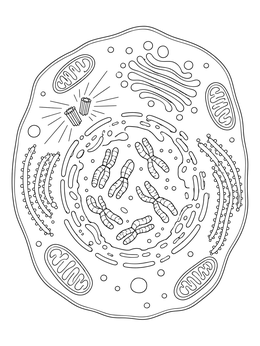 Detailed biological cell coloring page showing chromosomes and organelles during prophase.