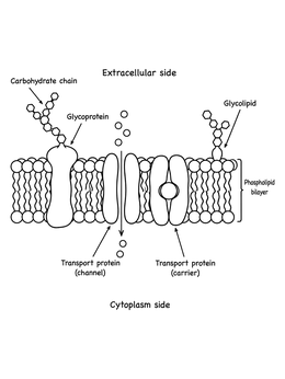 Free printable Cell Membrane Phospholipid Bilayer Diagram coloring page