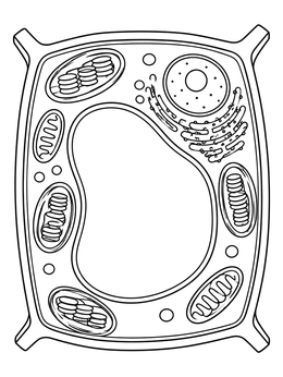 Free printable Plant Cell Structure Diagram coloring page