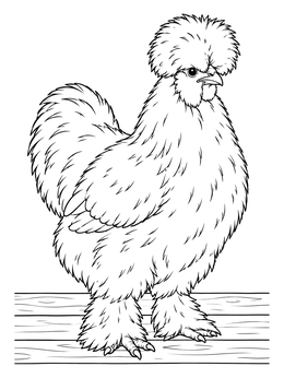 A fluffy Silkie hen stands tall in this detailed chicken coloring page.