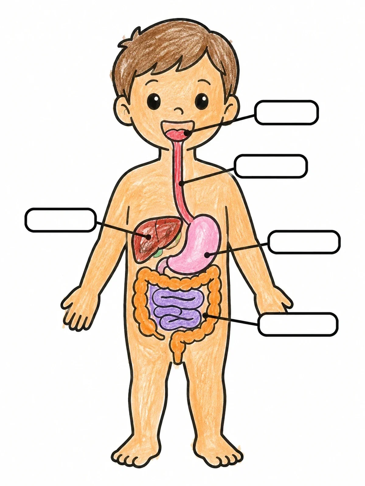 Colored example of the Human Body Digestive System Diagram coloring page